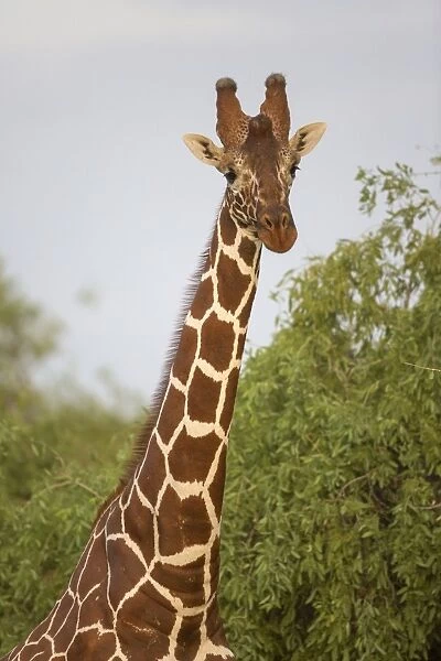 Reticulated Giraffe (Giraffa camelopardalis reticulata) adult, close-up of head and neck, Samburu National Reserve