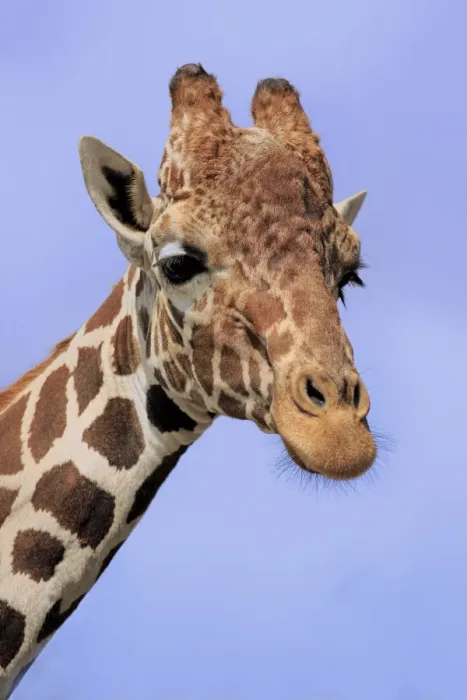 Framed Print : Reticulated Giraffe (Giraffa camelopardalis reticulata) adult, close-up of head and neck (captive) Framed Print : Reticulated Giraffe (Giraffa camelopardalis reticulata) adult, close-up of head and neck (captive)