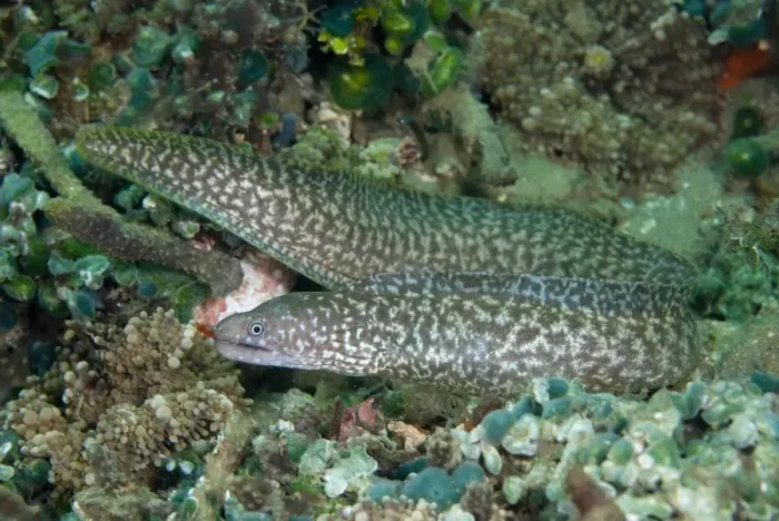 Framed Print : Reticulated Moray Eel (Gymnothorax richardsoni) adult, swimming in reef, Ambon Island, Maluku Islands, Banda Sea, Indonesia Framed Print : Reticulated Moray Eel (Gymnothorax richardsoni) adult, swimming in reef, Ambon Island, Maluku Islands, Banda Sea, Indonesia