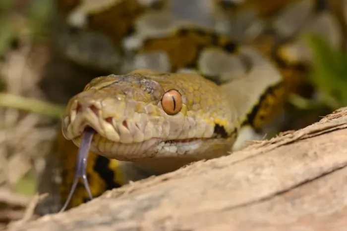 Framed Print : Reticulated Python (Python reticulatus) adult, close-up of head, flicking forked tongue, Bali, Lesser Sunda Islands