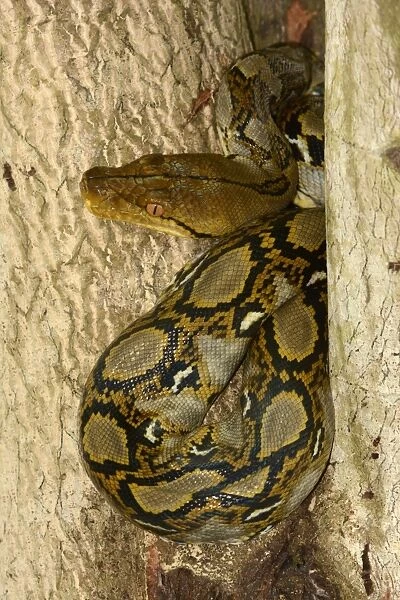 Reticulated Python (Python reticulatus) adult, coiled in tree, Bali, Lesser Sunda Islands, Indonesia, October