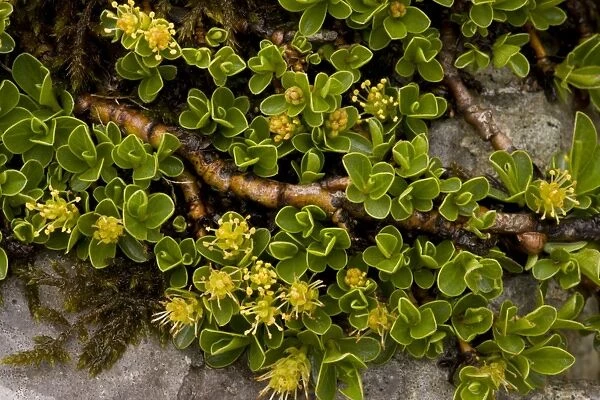 Retuse-leaved Willow (Salix retusa) ancient dwarf alpine habit, flowering, Julian Alps, Slovenia, june