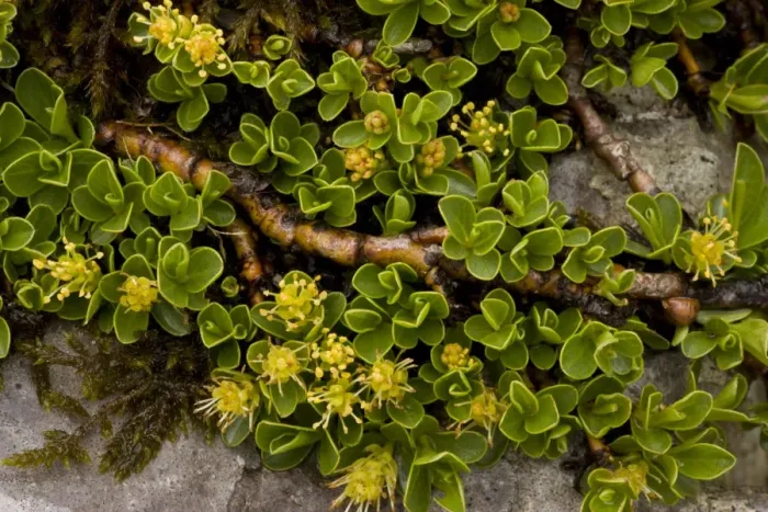 Framed Print : Retuse-leaved Willow (Salix retusa) ancient dwarf alpine habit, flowering, Julian Alps, Slovenia, june Framed Print : Retuse-leaved Willow (Salix retusa) ancient dwarf alpine habit, flowering, Julian Alps, Slovenia, june