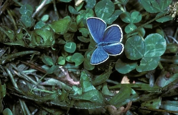 Reverdins Blue (Lycaeides argyrognomon) Male  /  upper wing