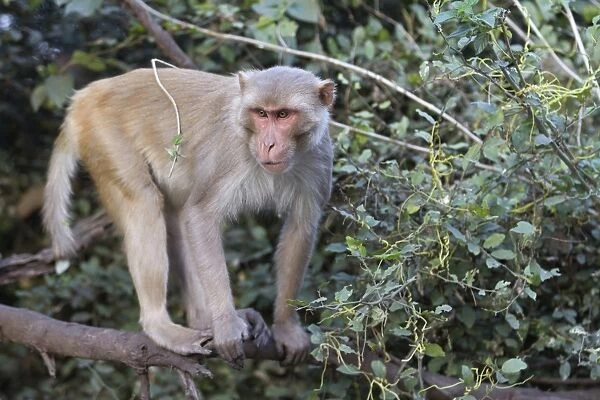 Rhesus Macaque (Macaca mulatta) adult, standing on branch, Keoladeo Ghana N. P. (Bharatpur), Rajasthan, India, March