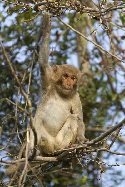 Rhesus Macaque (Macaca mulatta) young, sitting on branches in tree, Keoladeo Ghana N. P