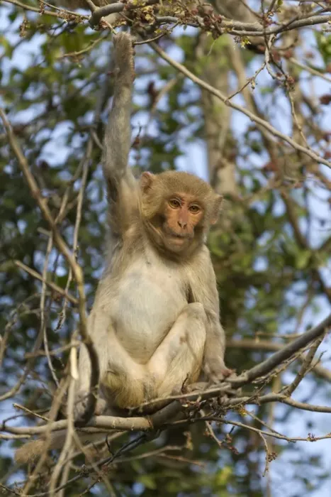 Framed Print : Rhesus Macaque (Macaca mulatta) young, sitting on branches in tree, Keoladeo Ghana N. P