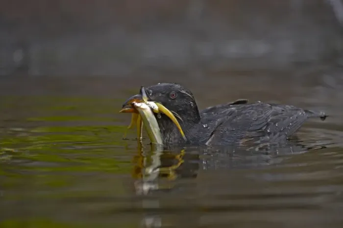 Framed Print : Rhinoceros Auklet (Cerorhinca monocerata) adult, breeding plumage, with fish in beak, swimming, Oregon, U. S. A Framed Print : Rhinoceros Auklet (Cerorhinca monocerata) adult, breeding plumage, with fish in beak, swimming, Oregon, U. S. A