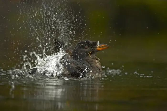 Framed Print : Rhinoceros Auklet (Cerorhinca monocerata) adult, breeding plumage, bathing, splashing water, Oregon, U. S. A Framed Print : Rhinoceros Auklet (Cerorhinca monocerata) adult, breeding plumage, bathing, splashing water, Oregon, U. S. A