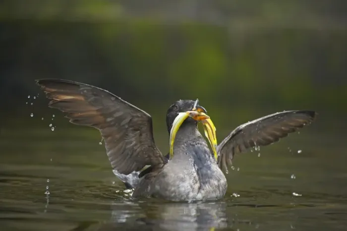 Framed Print : Rhinoceros Auklet (Cerorhinca monocerata) adult, breeding plumage, with fish in beak, spreading wings on water, Oregon, U. S. A Framed Print : Rhinoceros Auklet (Cerorhinca monocerata) adult, breeding plumage, with fish in beak, spreading wings on water, Oregon, U. S. A
