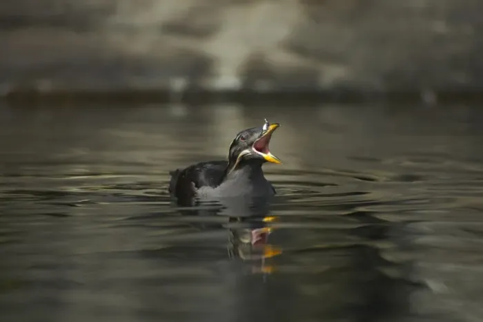 Framed Print : Rhinoceros Auklet (Cerorhinca monocerata) adult, breeding plumage, calling on water, Oregon, U. S. A