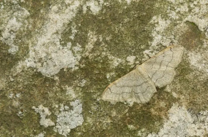 Framed Print : Riband Wave Moth (Idaea aversata) adult, resting on rock, Sheffield, South Yorkshire, England, July