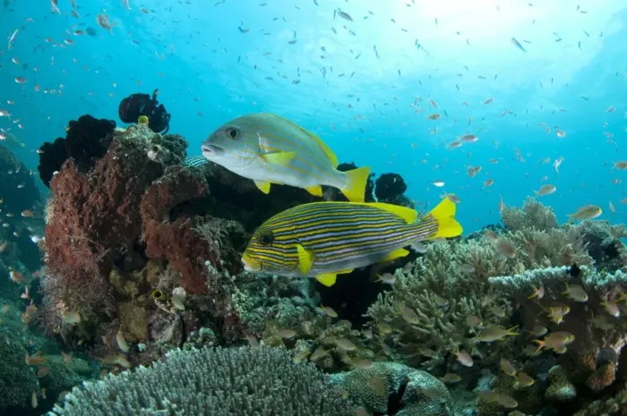Framed Print : Ribboned Sweetlips (Plectorhinchus polytaenia) and Yellow-striped Sweetlips (Plectorhinchus chrysotaenia) adults Framed Print : Ribboned Sweetlips (Plectorhinchus polytaenia) and Yellow-striped Sweetlips (Plectorhinchus chrysotaenia) adults