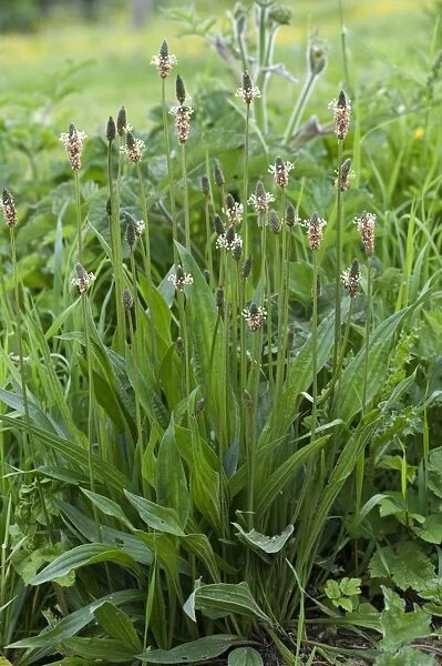 Ribwort Plantain, Plantago lanceolata, flowering