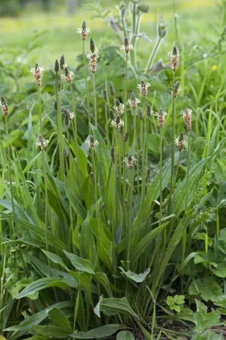 Framed Print : Ribwort Plantain, Plantago lanceolata, flowering