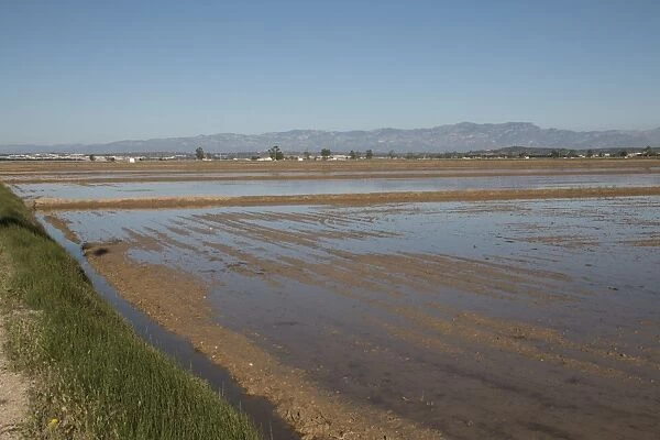 Rice fields in the Ebro Delta in the Province of Tarragona in northeastern Spain