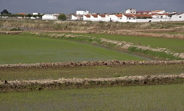 Rice fields growing in Andalusia Spain