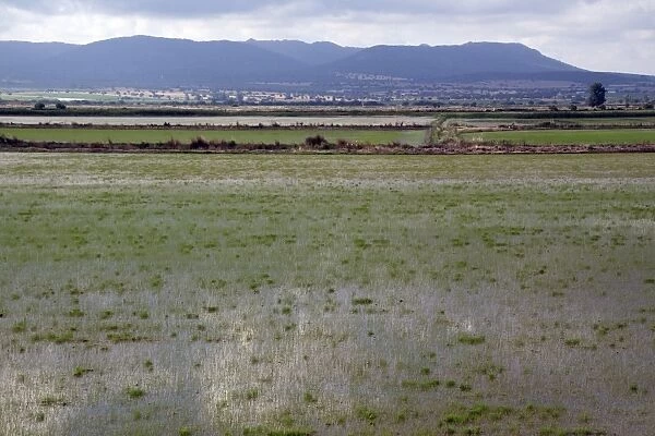 Rice growing in Andalusia Spain