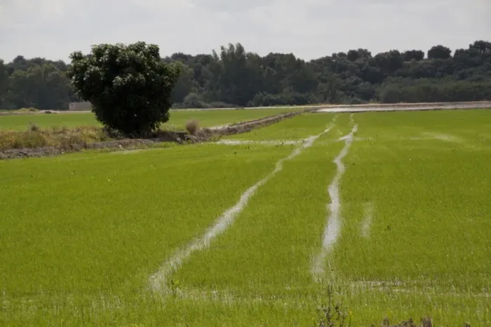 Framed Print : Rice growing in Andalusia Spain