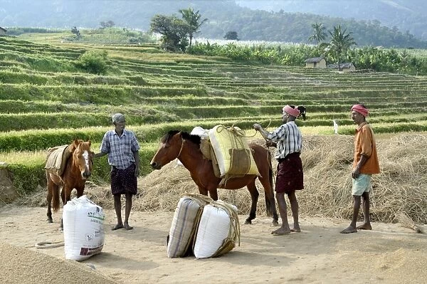 Rice (Oryza sativa) crop, grain filled sacks being lifted and loading onto ponies, Kanthalloor, Marayur