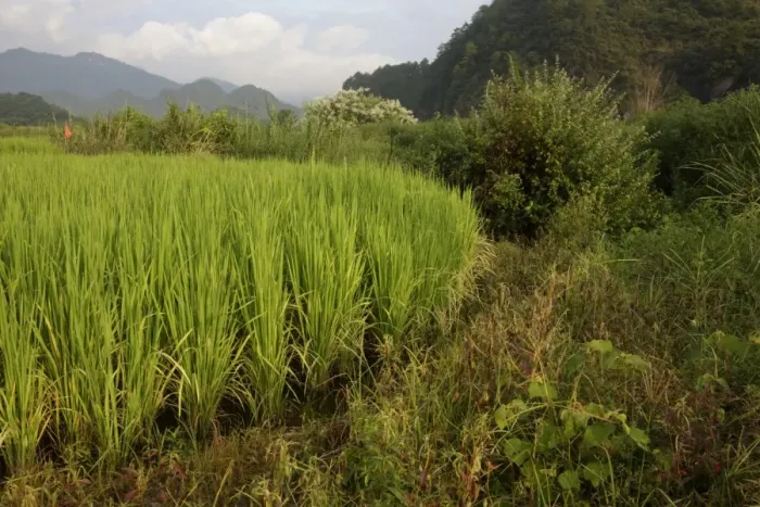 Framed Print : Rice (Oryza sativa) crop, growing in paddyfield, Luokeng, Guangdong Province, China, August Framed Print : Rice (Oryza sativa) crop, growing in paddyfield, Luokeng, Guangdong Province, China, August