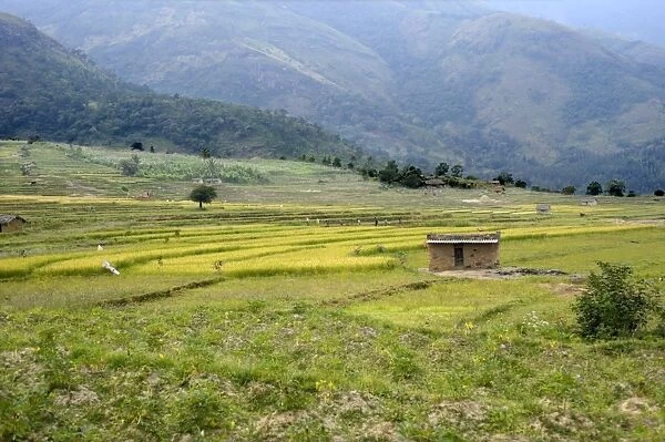Rice (Oryza sativa) crop, growing in terraced fields of mountain valley, Kanthalloor, Marayur, Idukki District, Kerala