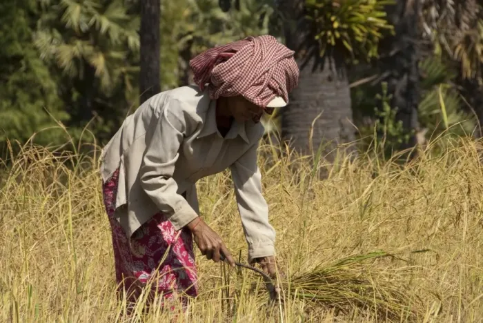 Framed Print : Rice (Oryza sativa) crop, woman farmer cutting rice with scythe, Angkor, Siem Riep, Cambodia