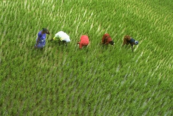Rice (Oryza sativa) crop, woman pulling weeds from paddyfield, Kanyakumari, Tamil Nadu, India