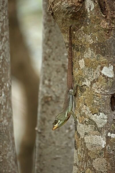 Richards Anole (Anolis richardii) introduced species, adult, descending tree trunk, Tobago, Trinidad and Tobago, April