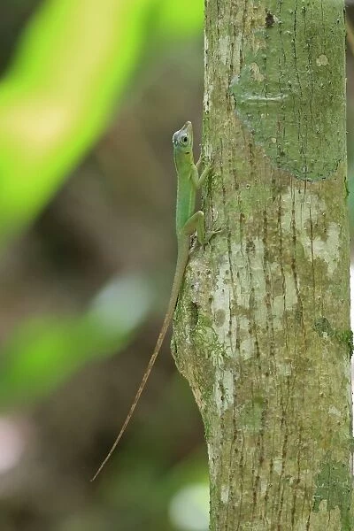 Richards Anole (Anolis richardii) introduced species, adult, resting on tree trunk, Tobago, Trinidad and Tobago, May