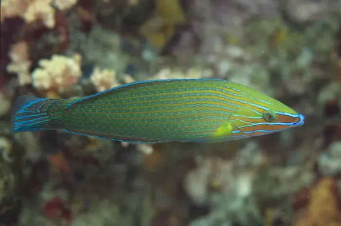 Framed Print : Richmonds Wrasse (Halichoeres richmondi) adult male, swimming, Lembeh Straits, Sulawesi, Sunda Islands, Indonesia Framed Print : Richmonds Wrasse (Halichoeres richmondi) adult male, swimming, Lembeh Straits, Sulawesi, Sunda Islands, Indonesia