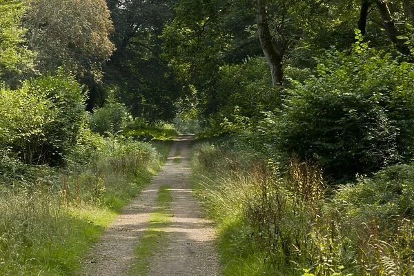 Ride or track in enclosed (fenced) woodland, with ride-sides managed for butterflies by cutting, Pondhead Inclosure