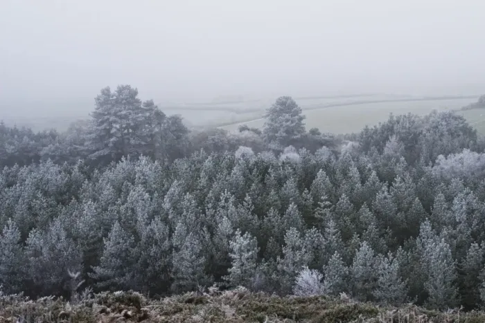Framed Print : Rime frost, covering conifer trees in forest, Dorset, England, december Framed Print : Rime frost, covering conifer trees in forest, Dorset, England, december