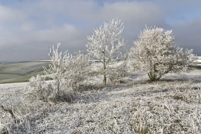Framed Print : Rime frost, on trees in rural landscape, Dorset, England, december Framed Print : Rime frost, on trees in rural landscape, Dorset, England, december