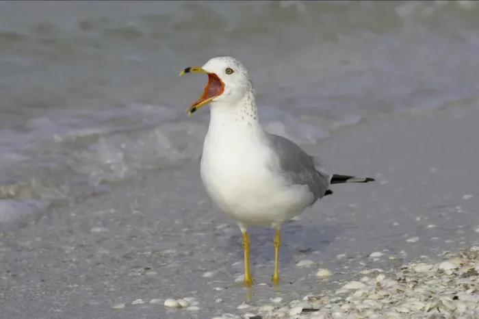 Framed Print : Ring-billed Gull (Larus delawarensis) adult, winter plumage, calling, standing on shore, Sanibel Island, Florida, U. S. A Framed Print : Ring-billed Gull (Larus delawarensis) adult, winter plumage, calling, standing on shore, Sanibel Island, Florida, U. S. A