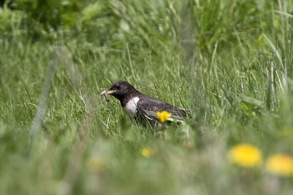 Ring Ouzel collecting food - Bulgaria