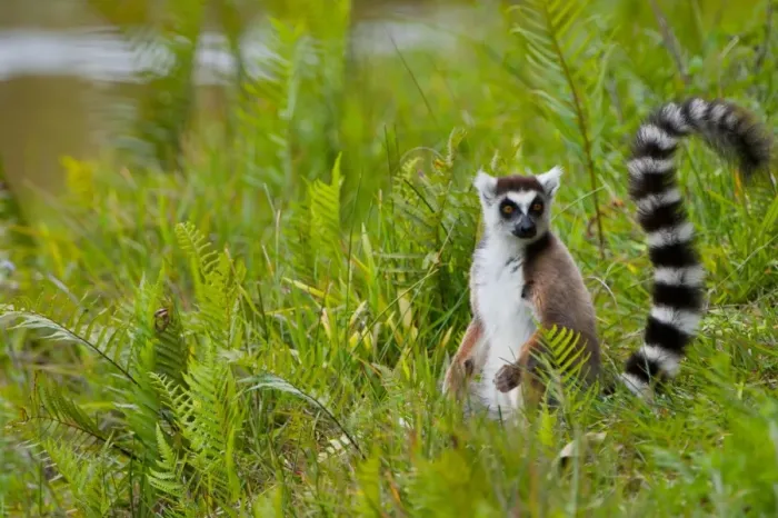 Framed Print : Ring-tailed Lemur (Lemur catta) adult, sitting on ground, Madagascar, September