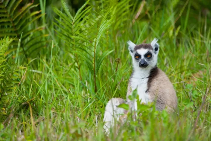 Framed Print : Ring-tailed Lemur (Lemur catta) adult, sitting on ground, Madagascar, September Framed Print : Ring-tailed Lemur (Lemur catta) adult, sitting on ground, Madagascar, September