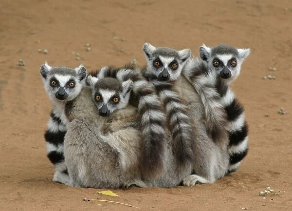 Ring-tailed Lemur (Lemur catta) four adults, sitting on ground, huddled together, Berenty, Madagascar