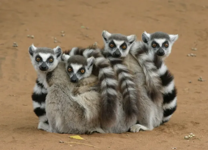 Framed Print : Ring-tailed Lemur (Lemur catta) four adults, sitting on ground, huddled together, Berenty, Madagascar Framed Print : Ring-tailed Lemur (Lemur catta) four adults, sitting on ground, huddled together, Berenty, Madagascar
