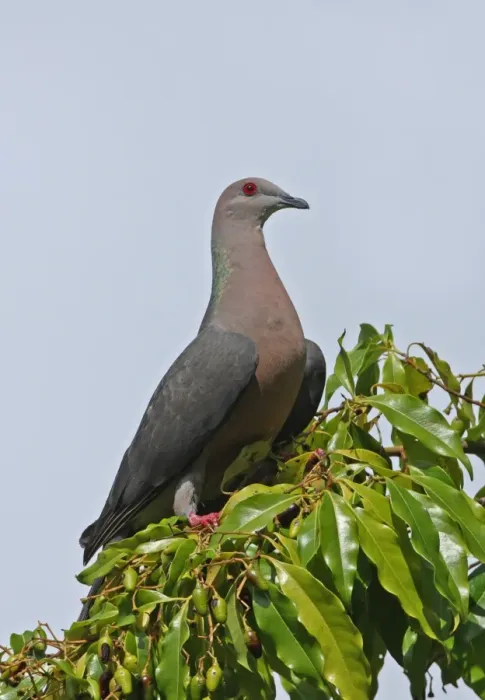 Framed Print : Ring-tailed Pigeon (Patagioenas caribaea) adult, perched on fruiting tree, Port Antonio, Jamaica, april Framed Print : Ring-tailed Pigeon (Patagioenas caribaea) adult, perched on fruiting tree, Port Antonio, Jamaica, april