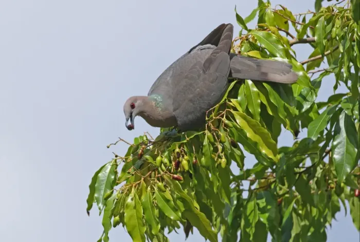 Framed Print : Ring-tailed Pigeon (Patagioenas caribaea) adult, feeding on fruiting tree, Port Antonio, Jamaica, april Framed Print : Ring-tailed Pigeon (Patagioenas caribaea) adult, feeding on fruiting tree, Port Antonio, Jamaica, april