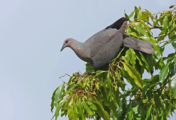 Ring-tailed Pigeon (Patagioenas caribaea) adult, feeding on fruiting tree, Port Antonio, Jamaica, april
