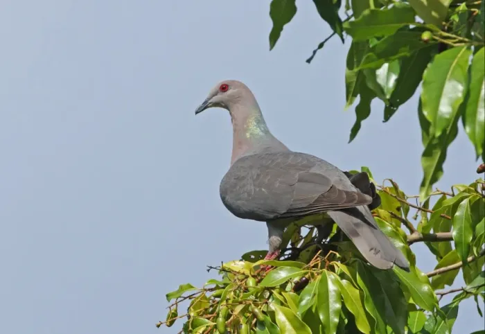 Framed Print : Ring-tailed Pigeon (Patagioenas caribaea) adult, perched on fruiting tree, Port Antonio, Jamaica, april Framed Print : Ring-tailed Pigeon (Patagioenas caribaea) adult, perched on fruiting tree, Port Antonio, Jamaica, april