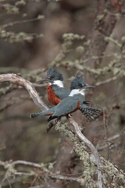 Ringed Kingfisher (Megaceryle torquata) adult pair, perched on branch, Rio Hermoso, Neuquen, Argentina, october