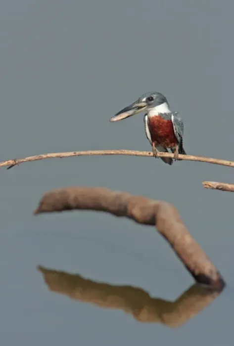 Framed Print : Ringed Kingfisher (Megaceryle torquata torquata) adult female, with fish in beak, perched on twig over water, Pantanal Wildlife Centre, Mato Grosso, Brazil, september Framed Print : Ringed Kingfisher (Megaceryle torquata torquata) adult female, with fish in beak, perched on twig over water, Pantanal Wildlife Centre, Mato Grosso, Brazil, september