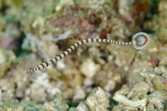 Framed Print : Ringed Pipefish (Dunckerocampus dactyliophorus) adult, swimming, Rinca Island, Komodo N. P Framed Print : Ringed Pipefish (Dunckerocampus dactyliophorus) adult, swimming, Rinca Island, Komodo N. P