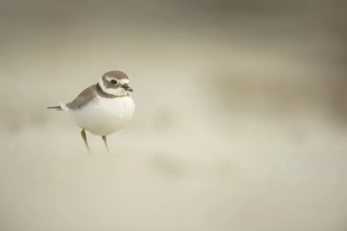 Framed Print : Ringed Plover (Charadrius hiaticula) adult, winter plumage, standing on beach, Shetland Islands, Scotland, september Framed Print : Ringed Plover (Charadrius hiaticula) adult, winter plumage, standing on beach, Shetland Islands, Scotland, september