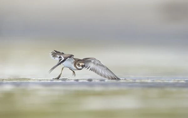 Ringed Plover (Charadrius hiaticula) adult, winter plumage, display of territorial aggression in shallow water on beach, Shetland Islands, Scotland, september