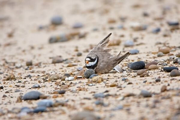 Ringed Plover (Charadrius hiaticula) adult, performing broken wing distraction display in attempt to lead predator away from nest on beach, Minsmere RSPB Reserve, Suffolk, England, july